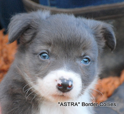 Slate Tricolor, Male, medium coat, border collie puppy
